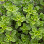 fresh oregano 600x600