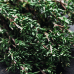 fresh thyme 600x600