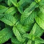 mint moroccan herbs
