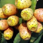 figues de barbarie