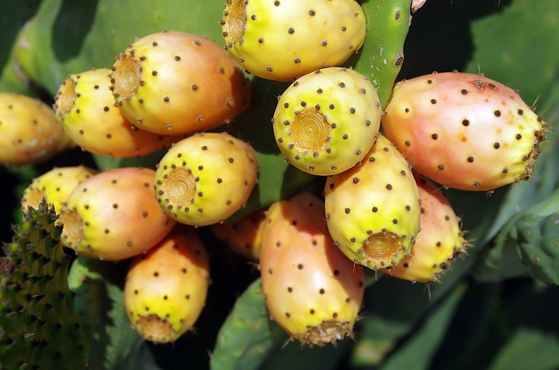 figues de barbarie