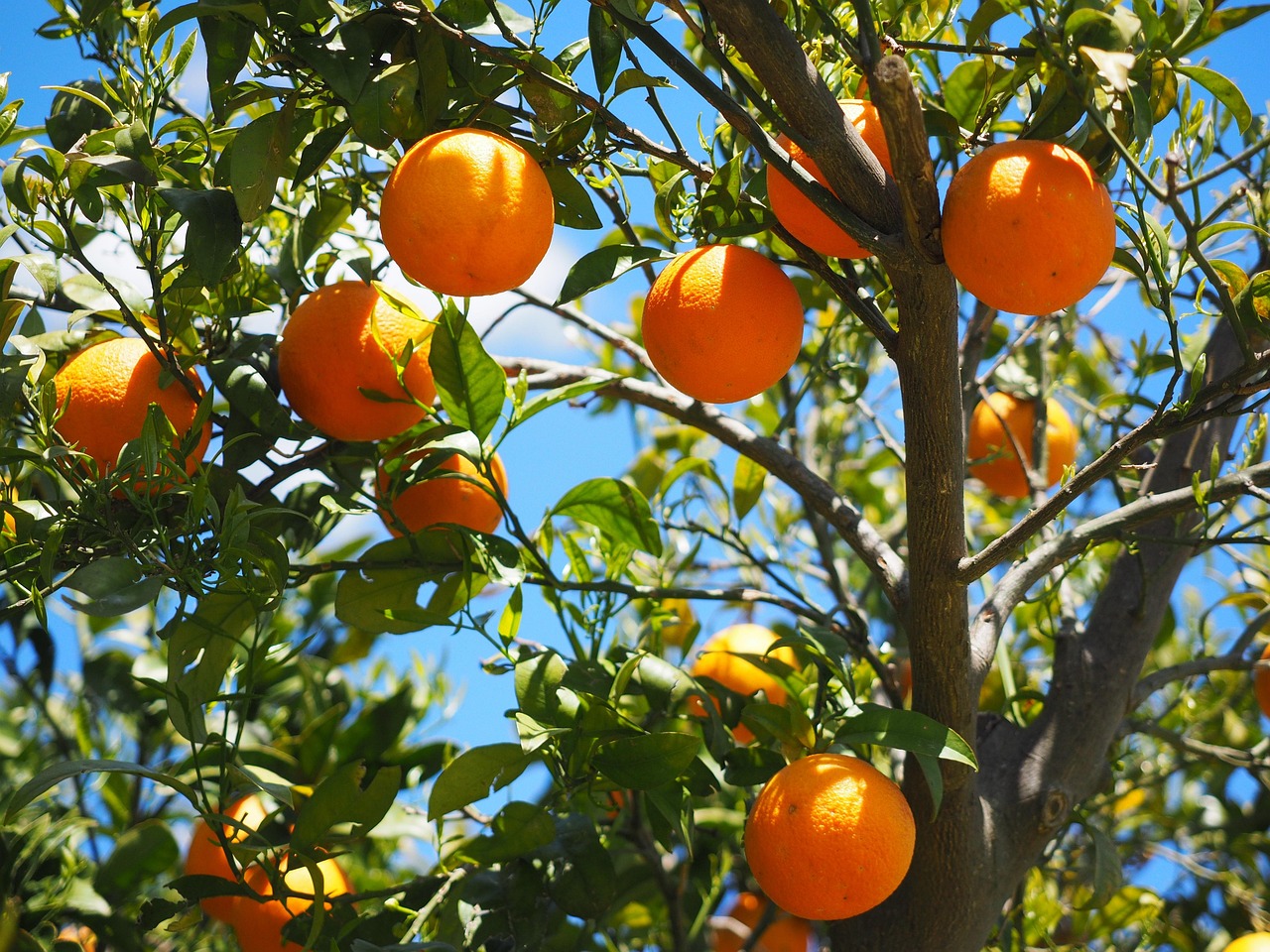 oranges, fruits, grove, orange trees, trees, orange grove, fresh, fresh oranges, ripe, ripe oranges, harvest, produce, organic, fresh produce, agriculture, citrus, citrus fruits, leaves, foliage, rutaceae, citrus trees, sweet oranges, healthy, vitamin c, nature, branches, fruit tree