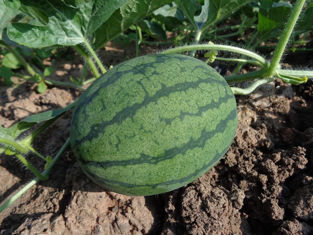 watermelon, fruit, harvest, produce, organic, garden, farm, gardening, farming, plantation, agriculture, nature, cultivation, fresh watermelon, fresh fruit, soil